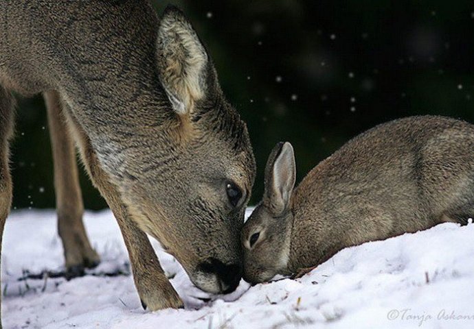 Ova nevjerojatna prijateljstava među životinjama  će vam rastopiti srce (FOTO)
