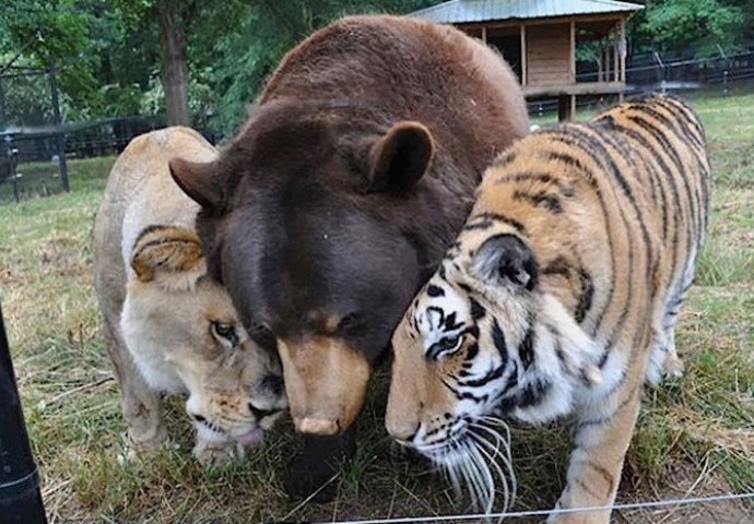 Ova nevjerojatna prijateljstava među životinjama  će vam rastopiti srce (FOTO)