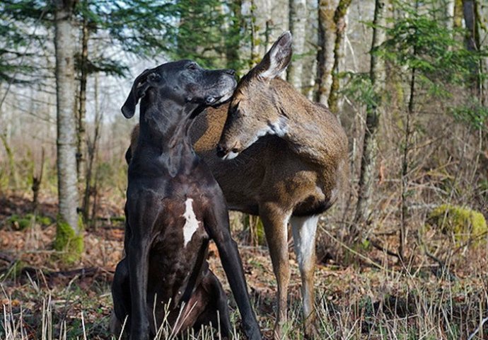 Ova nevjerojatna prijateljstava među životinjama  će vam rastopiti srce (FOTO)