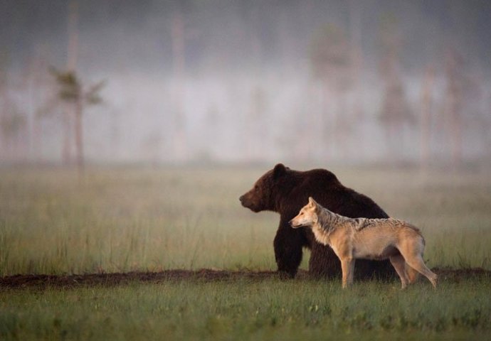 Ova nevjerojatna prijateljstava među životinjama  će vam rastopiti srce (FOTO)