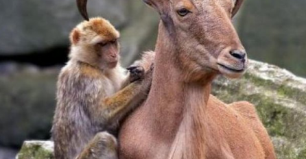 Ova nevjerojatna prijateljstava među životinjama  će vam rastopiti srce (FOTO)