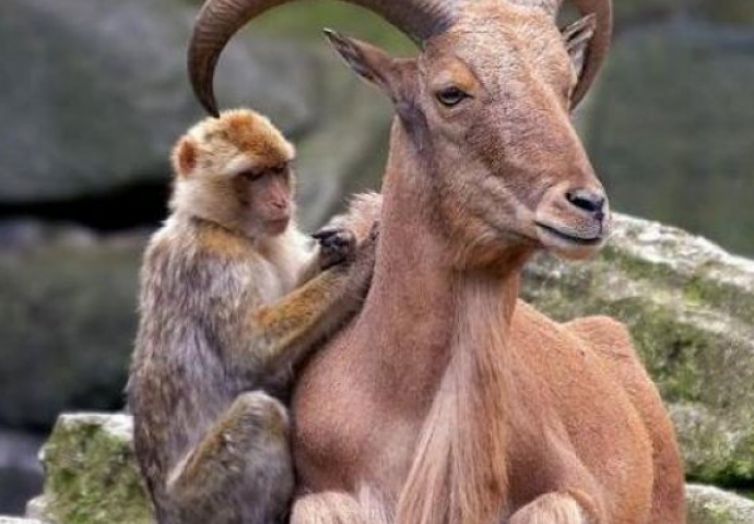 Ova nevjerojatna prijateljstava među životinjama  će vam rastopiti srce (FOTO)