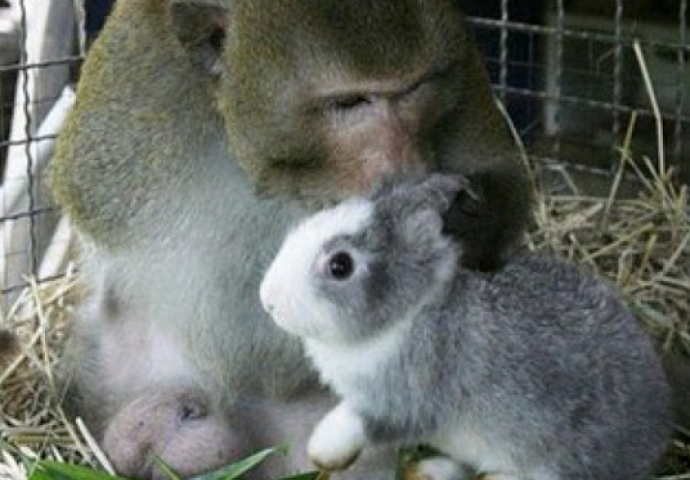 Ova nevjerojatna prijateljstava među životinjama  će vam rastopiti srce (FOTO)