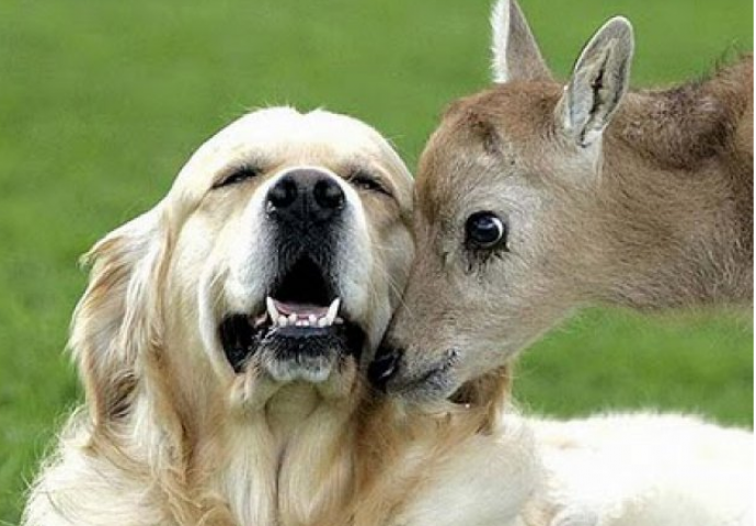 Ova nevjerojatna prijateljstava među životinjama  će vam rastopiti srce (FOTO)