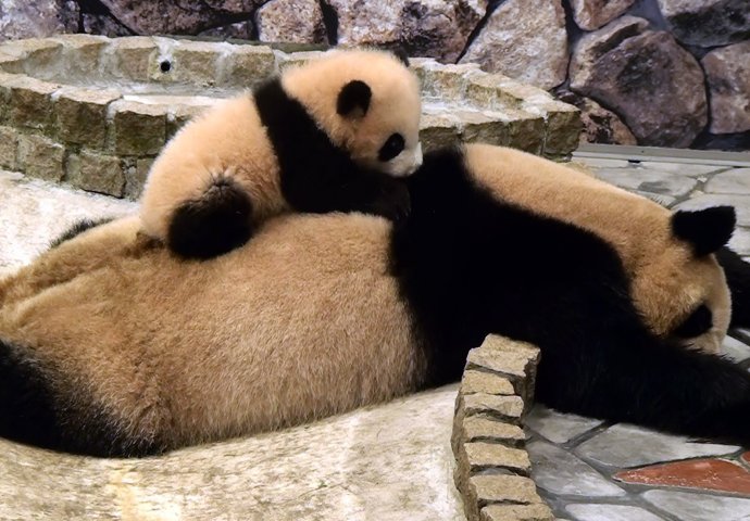  Beba panda pokušava probuditi mamu, pogledajte njenu reakciju (VIDEO) 