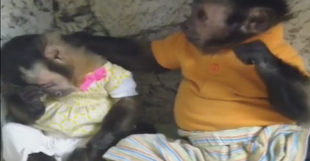 Ne iskazuju samo ljudi ljubav, pogledajte kako to majmuni rade (VIDEO)