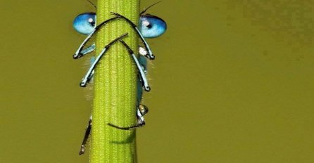 Životinje koje se vole skrivati, ali ipak ih je kamera ''uhvatila!