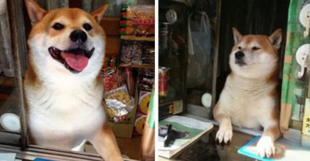Najslađi radnik na svijetu: Pas radi na kiosku i uslužuje mušterije (VIDEO) 