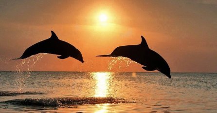Čarobno - Ovako delfini ispraćaju sunce (FOTO)