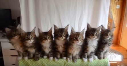 Ovo će vam popraviti dan: Preslatki mačići plešu uz poznati hit! (VIDEO) 