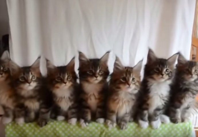 Ovo će vam popraviti dan: Preslatki mačići plešu uz poznati hit! (VIDEO) 