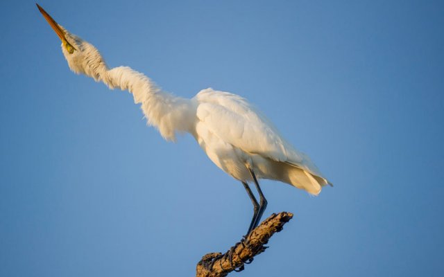 comedy-bird-3411059k