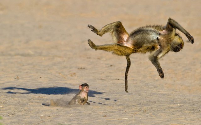 comedy-monkey2-3411052k