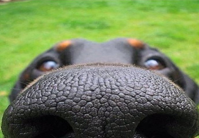 Znanstvenici otkrili dosad najveći dokaz zašto se ljudi i psi toliko vole  (FOTO)