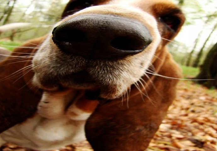 Znanstvenici otkrili dosad najveći dokaz zašto se ljudi i psi toliko vole  (FOTO)