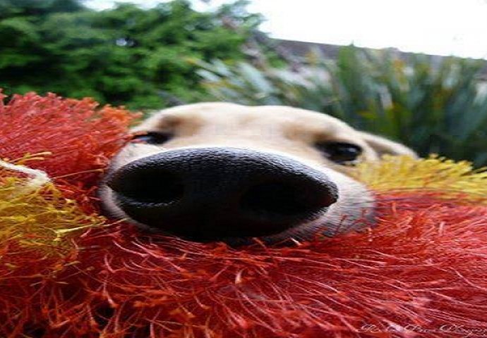 Znanstvenici otkrili dosad najveći dokaz zašto se ljudi i psi toliko vole  (FOTO)