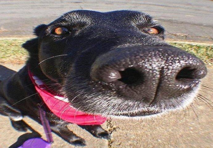 Znanstvenici otkrili dosad najveći dokaz zašto se ljudi i psi toliko vole  (FOTO)