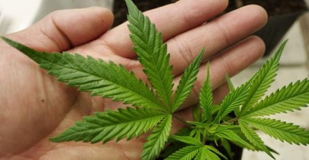 U Hrvatskoj od danas legalna marihuana, ali u medicinske svrhe 