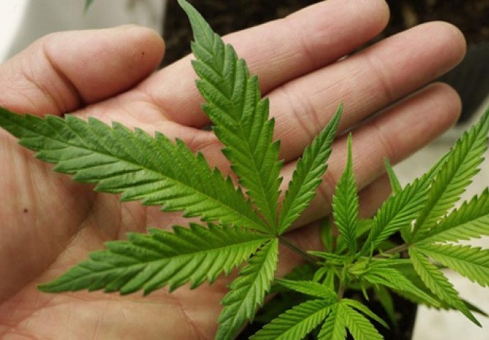 U Hrvatskoj od danas legalna marihuana, ali u medicinske svrhe 