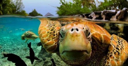 Mislite da znate šta se krije ispod površine vode? Pogledajte malo bolje!