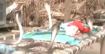 Zastrašujući prizor: Četiri zmije otrovnice čuvaju bebu dok spava! 