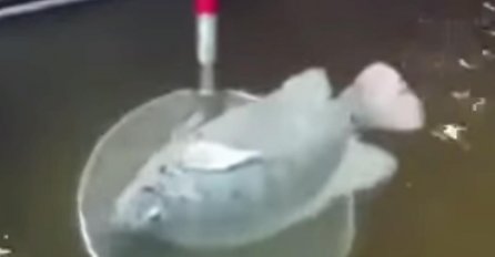 Stavili su ribu na minus 35, a potom je zaleđenu vratili u vodu: Kraj vas neće ostaviti ravnodušnim