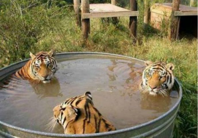 Niko ne zna kako su nastale ove fotografije i nemoguće ih je objasniti! 