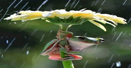 Ah ta kiša: Momenti kada se životinje skrivaju da ne pokisnu  (FOTO)