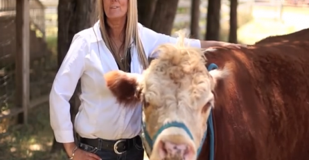 Ova zbunjena krava misli da je pas (VIDEO)