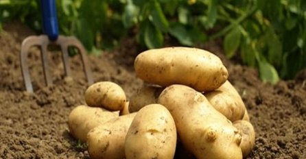 Jeste li znali da vam krompir može poslužiti kao baterija? (VIDEO)