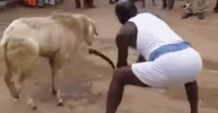 Htio je ovci odrubiti glavu, ali ona mu se osvetila (VIDEO)