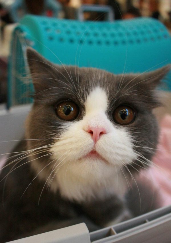 aa-picture-20151018-6554184-web