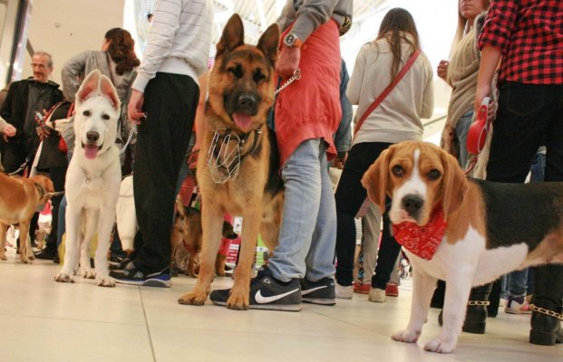 aa-picture-20151018-6554187-web