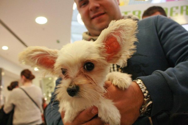 aa-picture-20151018-6554190-web