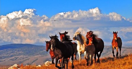 Wild horses, Livanjsko polje
