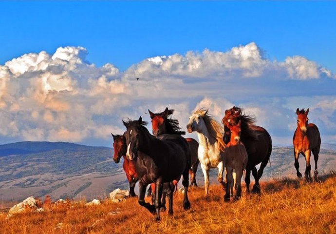 Wild horses, Livanjsko polje