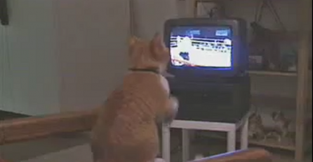 Složit ćete se: Ova mačka je usavršila boksačke vještine (VIDEO)