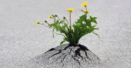 Biljke kojima ništa ne može stati na put (FOTO)