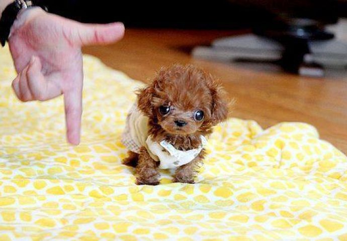 Slatke male pudlice: Pametnice među psima (FOTO)
