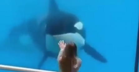 Naježit ćete se: Pogledajte zašto ovom sisaru dodjeljuju titulu "osobe koja nije čovjek" (VIDEO)