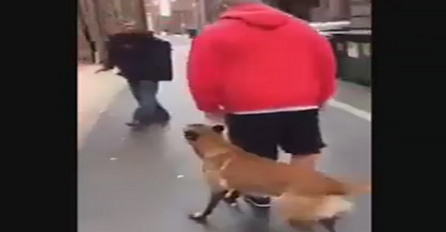 Pas kojeg je vlasnik dresirao da ga brani po svaku cijenu (VIDEO)