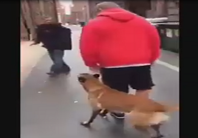 Pas kojeg je vlasnik dresirao da ga brani po svaku cijenu (VIDEO)
