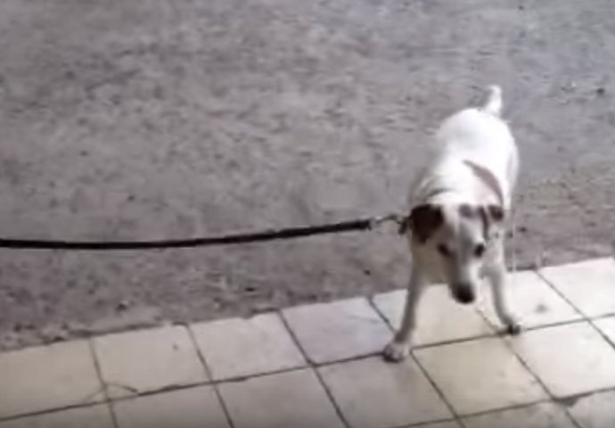 Šta se ovdje dešava? Nećete vjerovati kada vidite ko šeta ovog psa! (VIDEO) 