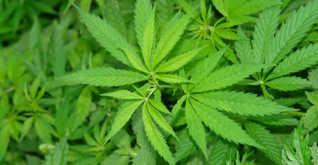 Porast od 2001. godine: Dvostruko više odraslih u SAD-u koristi marihuanu