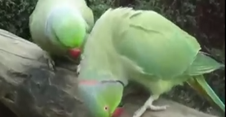 Ove papige, ne samo da komuniciraju već i razmjenjuju nježnost, evo kako (VIDEO)