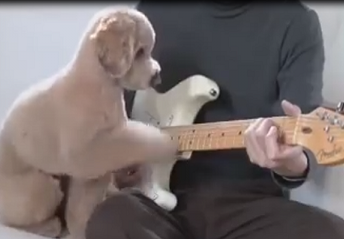 Pas koji zna odlično da svira gitaru (VIDEO)
