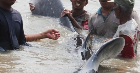 Indonezija: Kit-ajkula se upecala u ribarsku mrežu