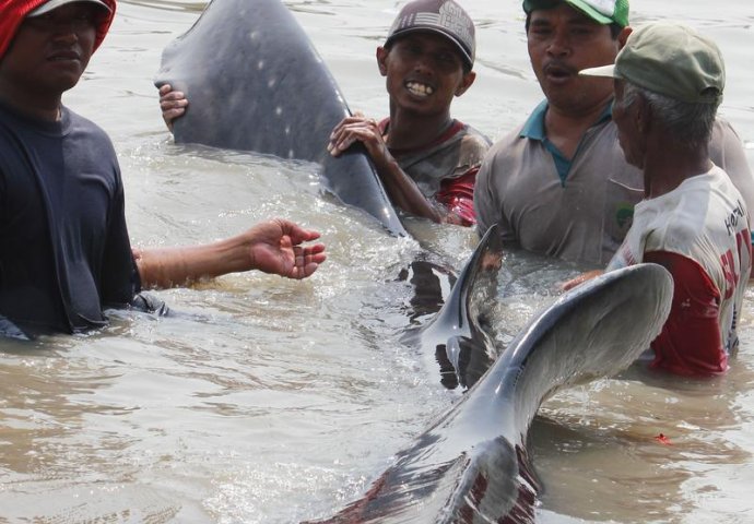 Indonezija: Kit-ajkula se upecala u ribarsku mrežu