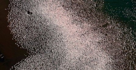 Da li možete pogoditi šta se nalazi na ovoj nevjerovatnoj fotografiji? 