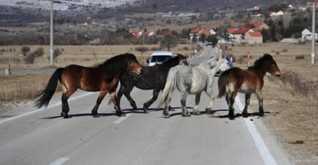   Policija upozorava na prisutnost ''divljih'' konja na Borovoj glavi